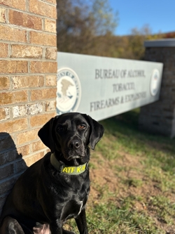 A detection K-9 standing in front of an ATF sign