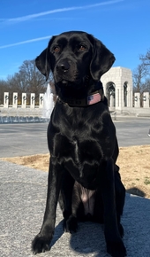 An ATF S.E.E.K. canine