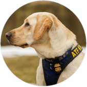 An ATF detection K-9